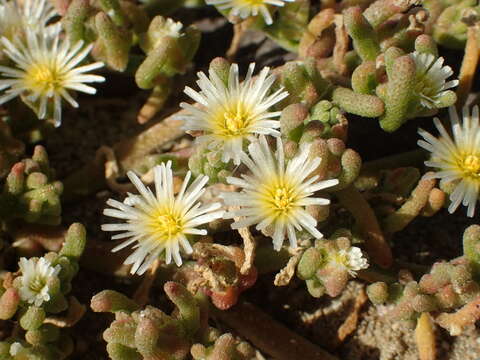 Image de Mesembryanthemum nodiflorum L.