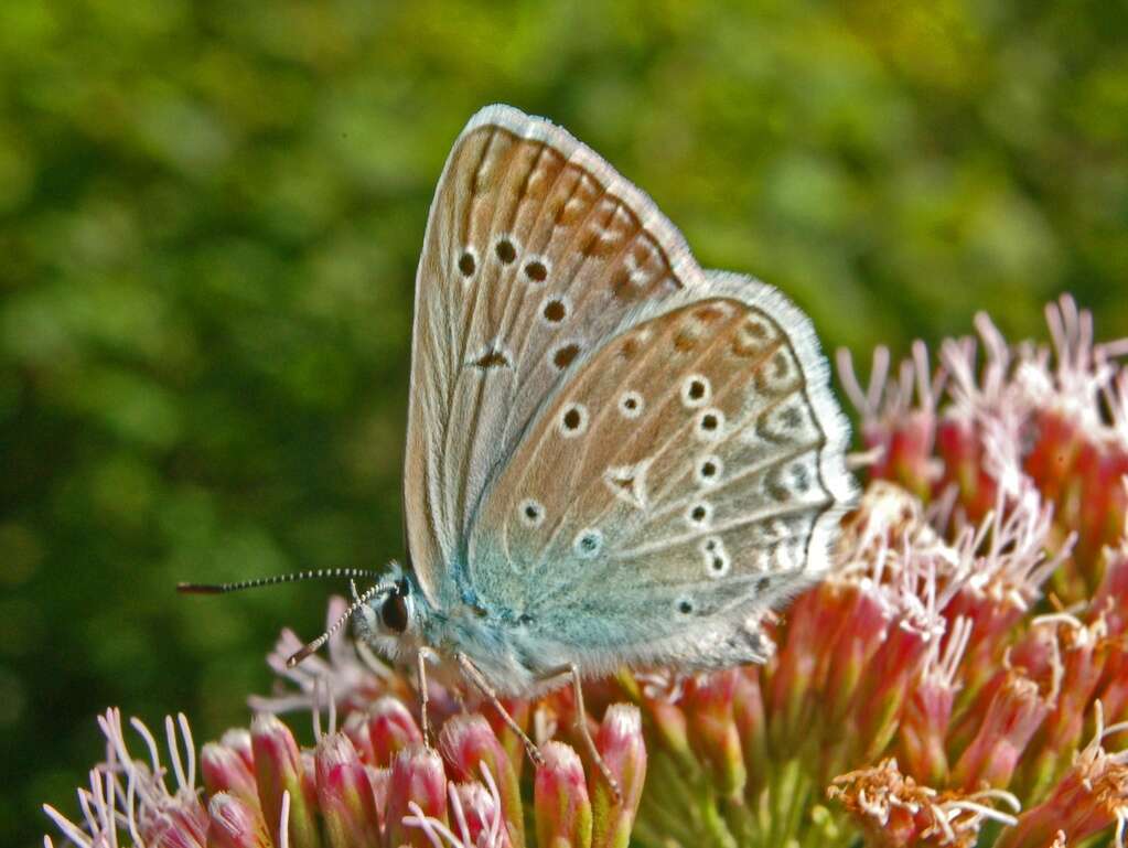 Image of Polyommatus daphnis