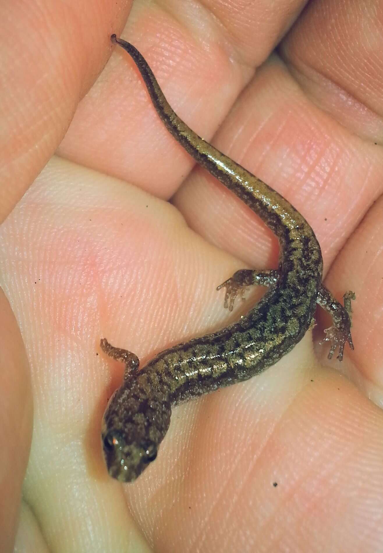 Image of Seepage Salamander