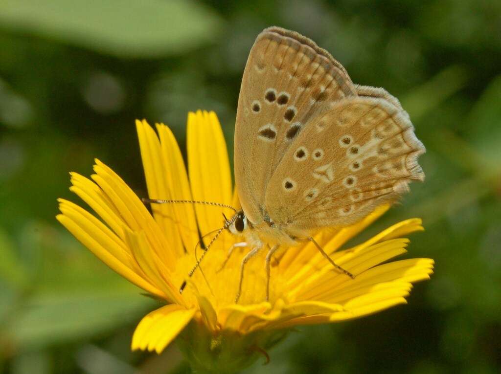 Image of Polyommatus daphnis