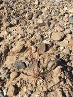 Image of little deserttrumpet