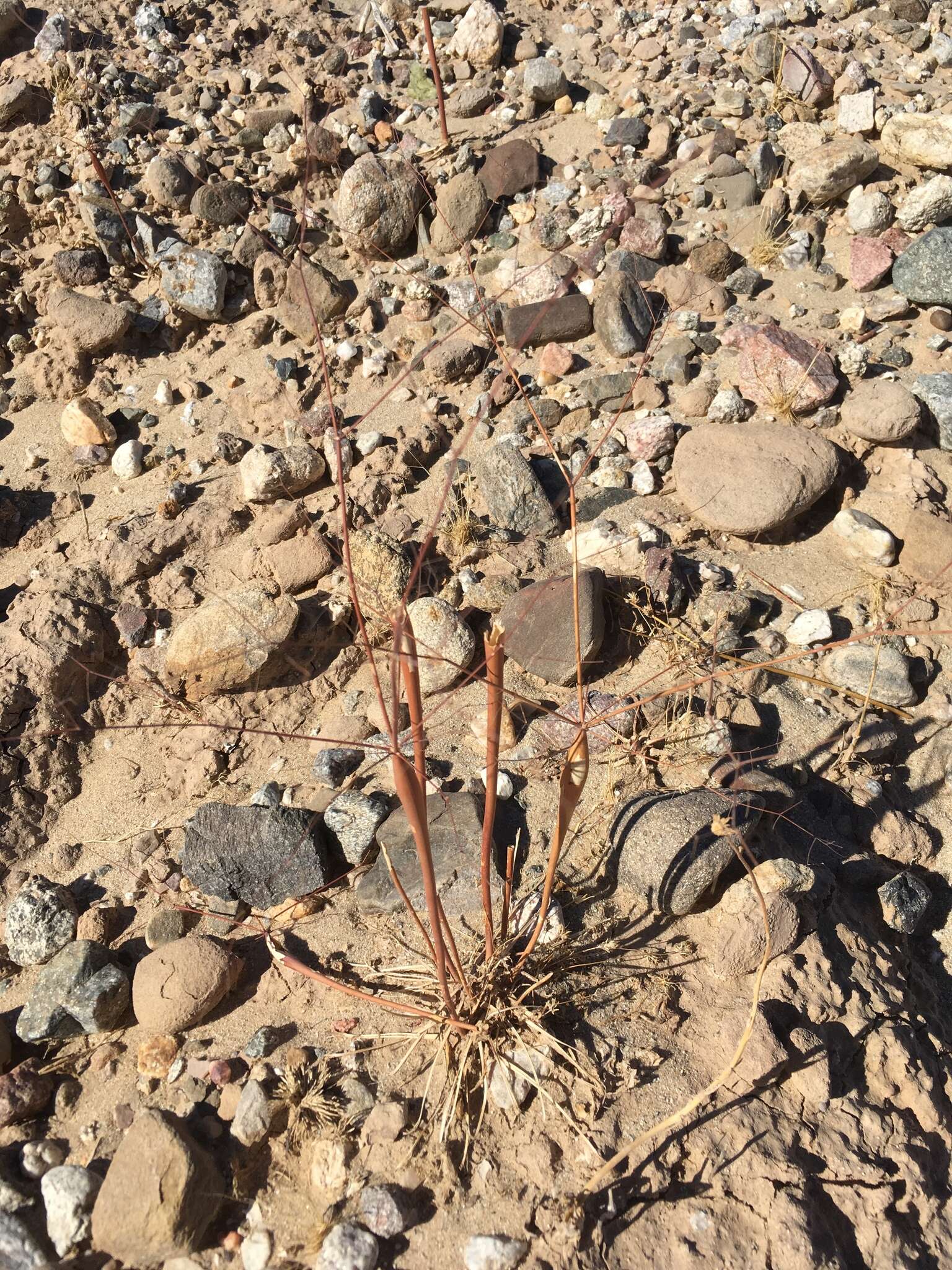 Image of little deserttrumpet