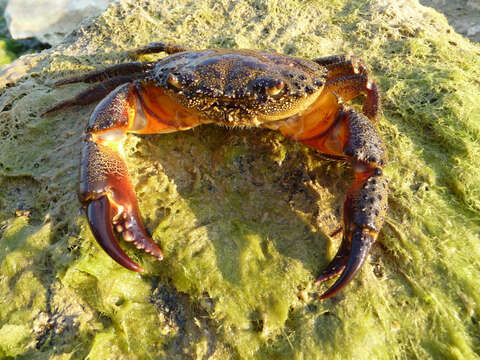 Image of Yellow Round Crab