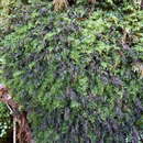 Hymenophyllum australe Willd. resmi