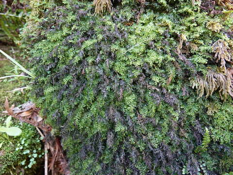 Image of Hymenophyllum australe Willd.