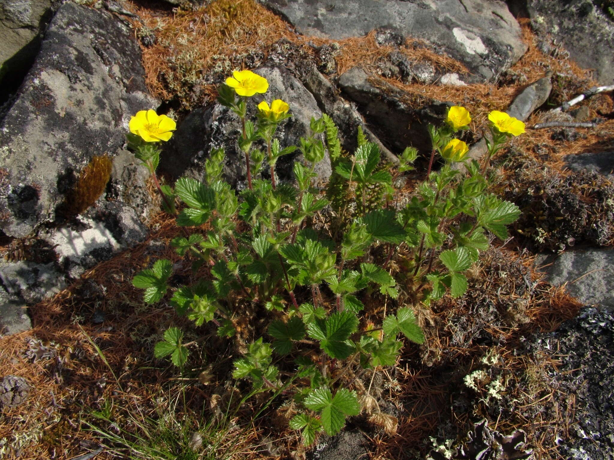 Image de Potentilla asperrima Turcz.