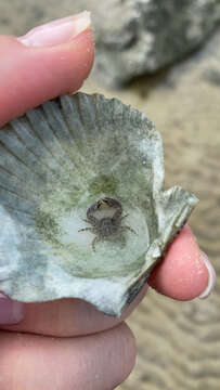 Image of green porcelain crab