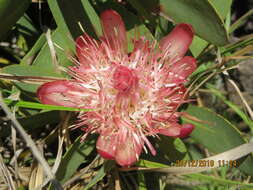 Image of Nyanga protea