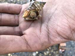 Image of carinate rock shell