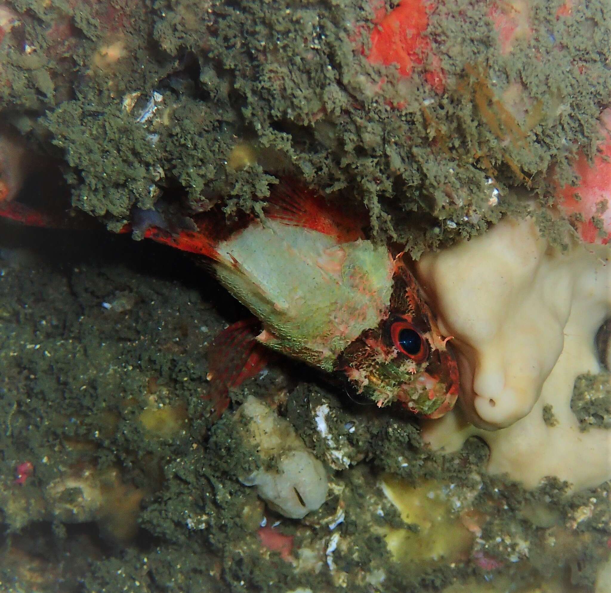 Image of Cheekspot scorpionfish