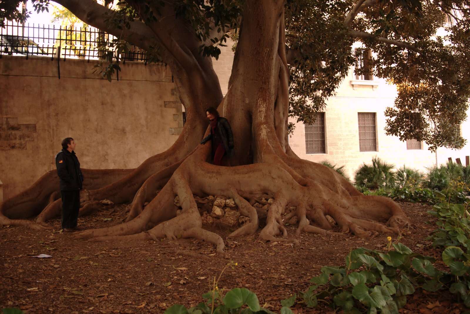 Imagem de Ficus macrophylla Desf.