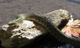 Image of tiger keelback