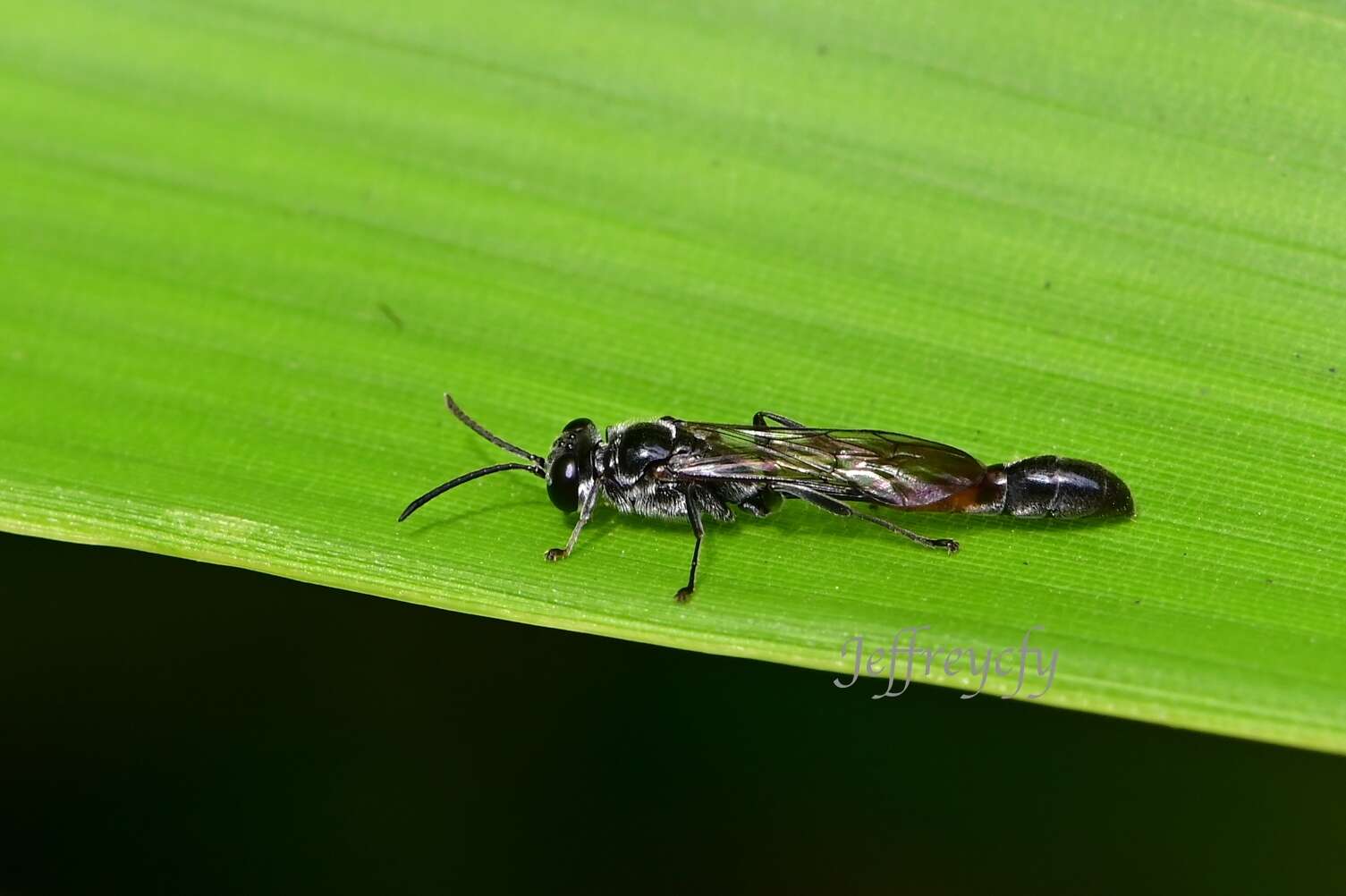 Plancia ëd Trypoxylon petiolatum F. Smith 1858