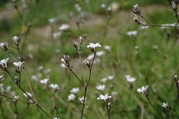 Слика од Gypsophila acutifolia Fisch.