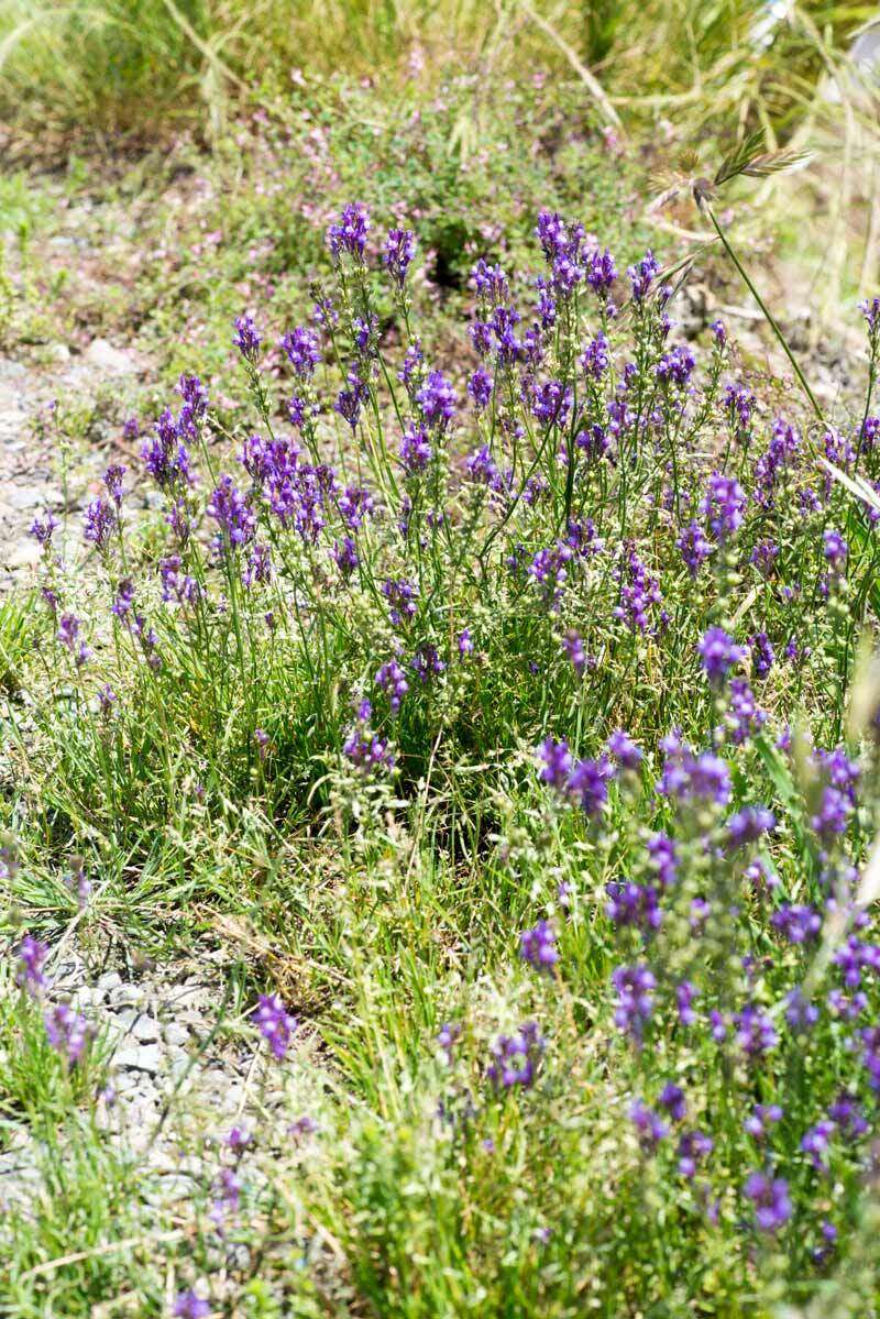 Sivun Linaria pelisseriana (L.) Mill. kuva