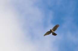 Image of Eurasian Sparrowhawk