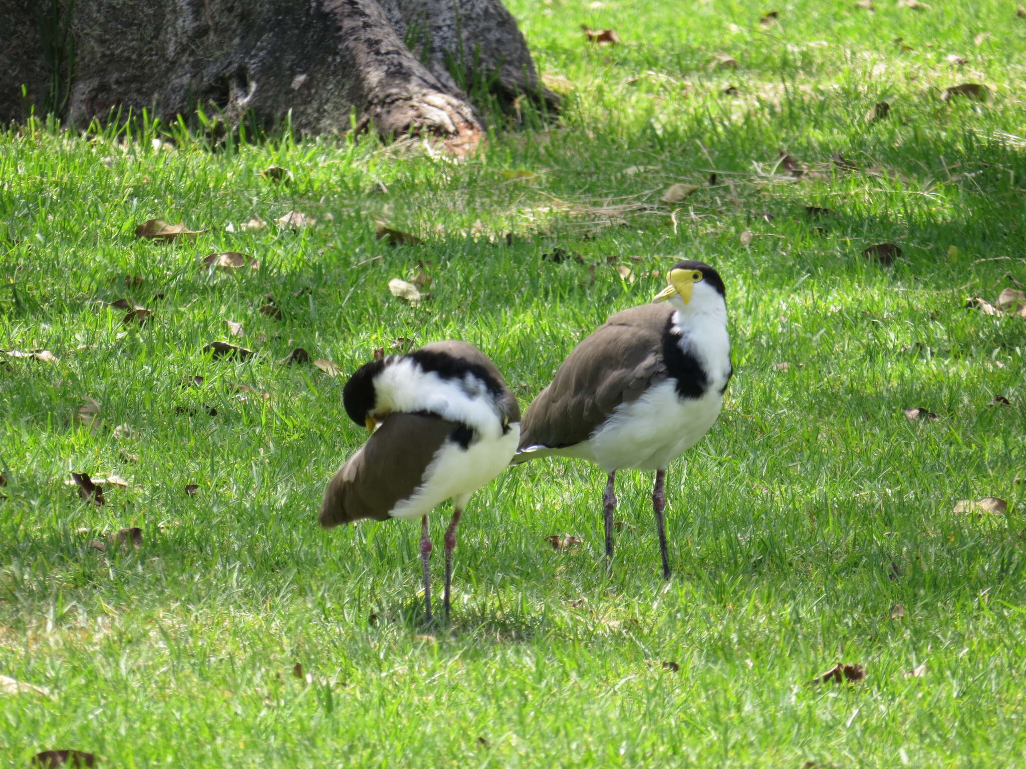 Image of Masked Lapwing