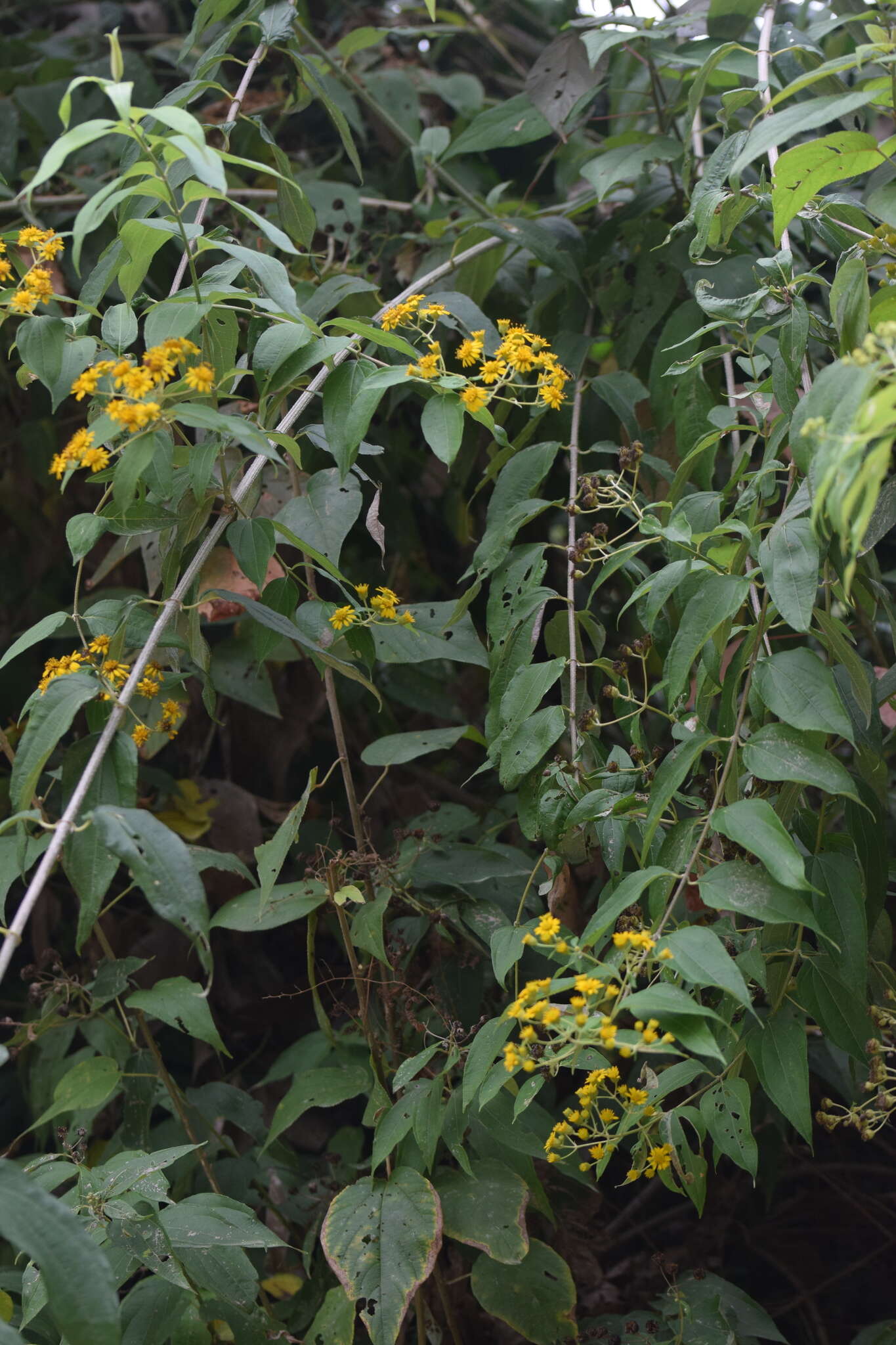 Plancia ëd Otopappus tequilanus (A. Gray) Rob.