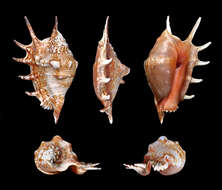 Image of Common Spider Conch