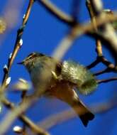 Image of Common Chiffchaff