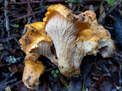 Image de Cantharellus californicus D. Arora & Dunham 2008