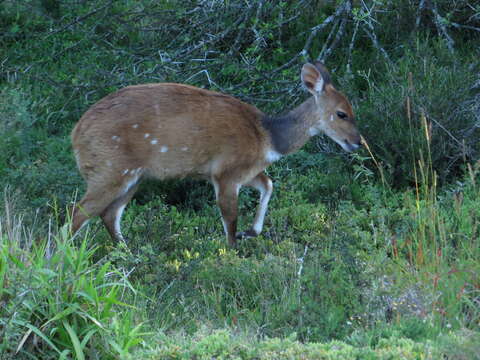 صورة Tragelaphus sylvaticus