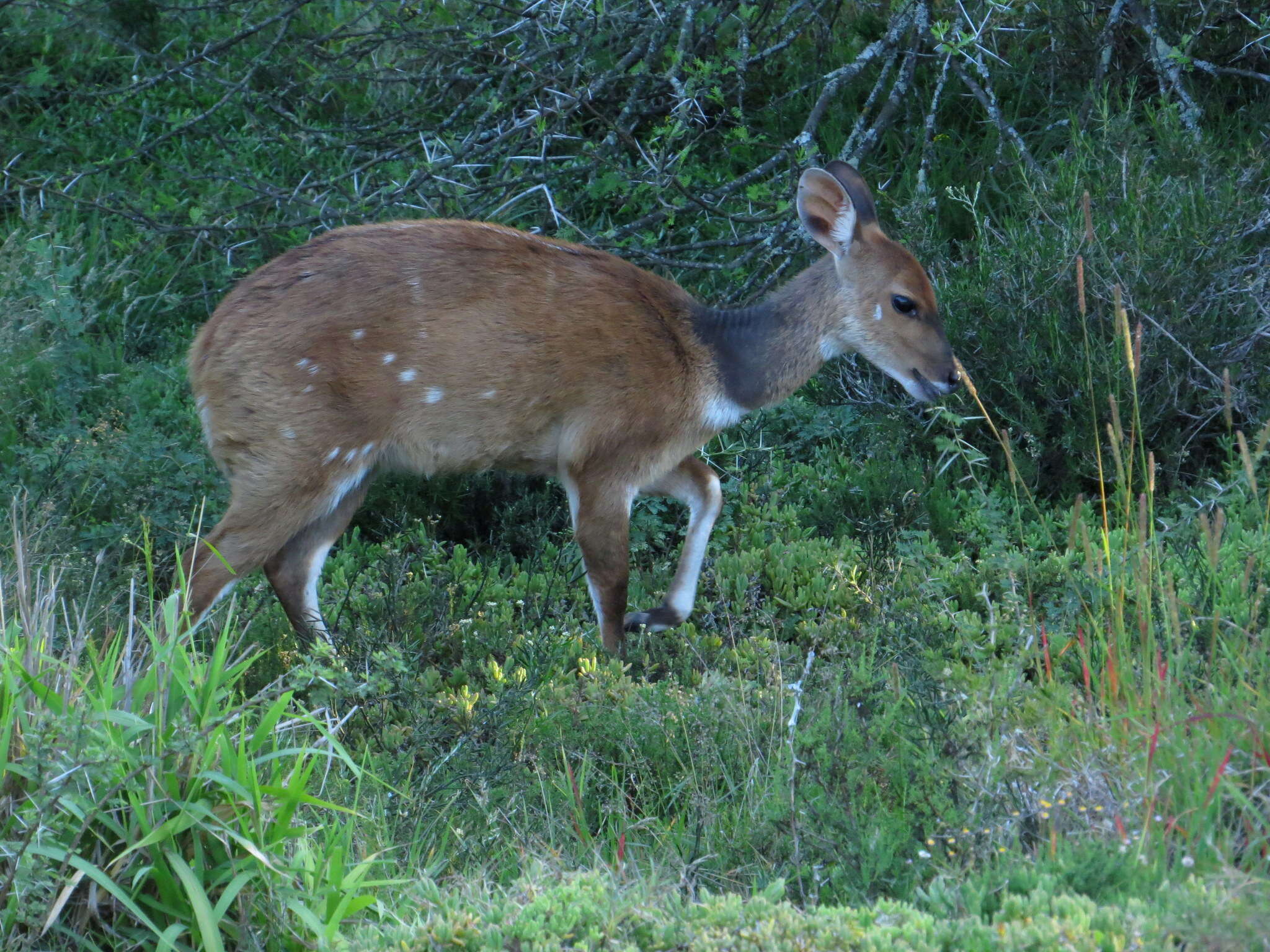 Image of Tragelaphus sylvaticus