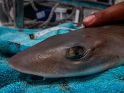 Image of Common Smoothhound