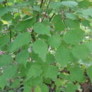 Image of Prunus mandshurica (Maxim.) Koehne