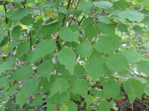 Image of Prunus mandshurica (Maxim.) Koehne