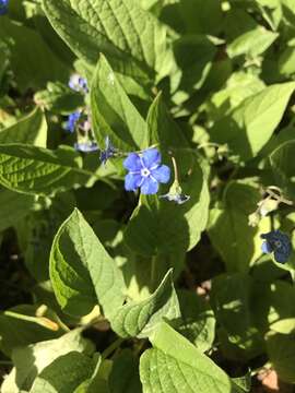 Image of navelwort