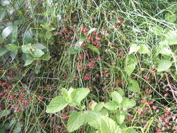 Image of Ephedra tweedieana C. A. Mey.