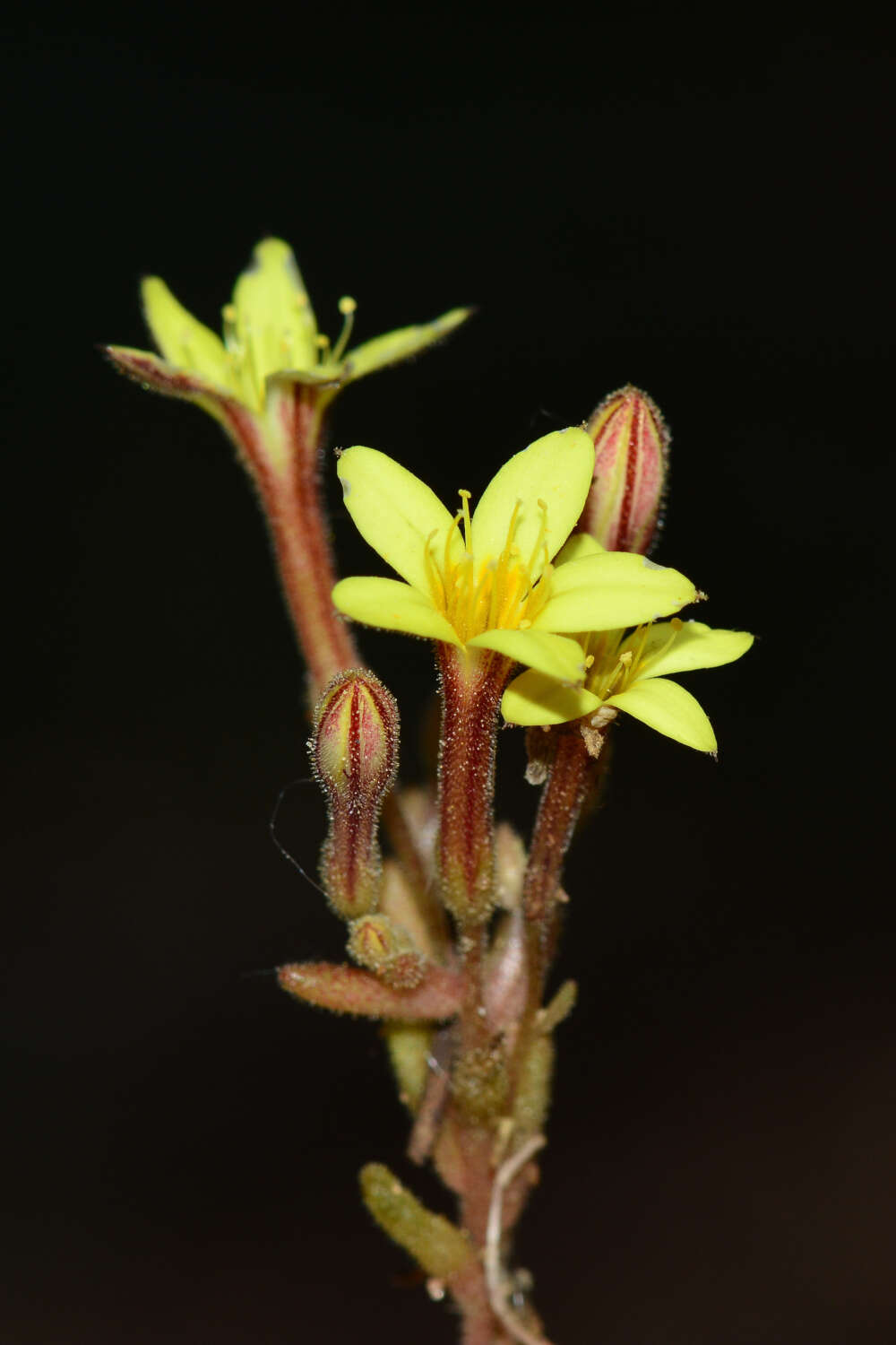 Image of Pistorinia breviflora Boiss.