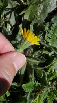 Image of field marigold