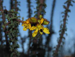 Image of Balsamocarpon brevifolium Clos