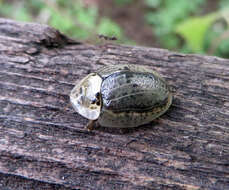 Слика од Physonota alutacea Boheman 1854