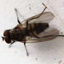 Image of Little House Fly