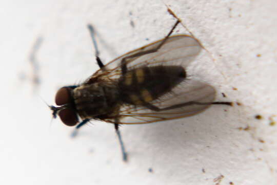 Image of Little House Fly