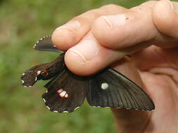 صورة Parides panares (Gray (1853))