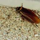 Image of Australian cockroach