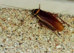 Image of Australian cockroach