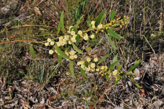 Image of Acacia venulosa Benth.