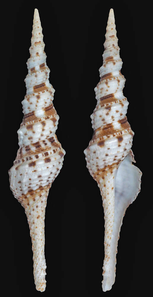 Image of Turris garnonsii (Reeve 1843)