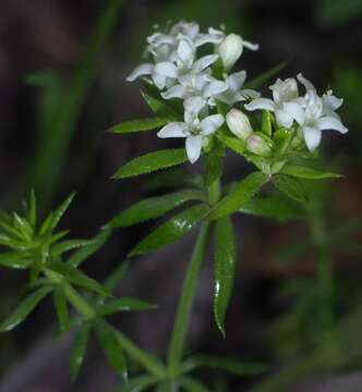 Image of Asperula scoparia subsp. scoparia