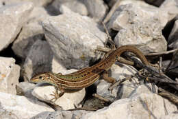 Image of Dalmatian Wall Lizard