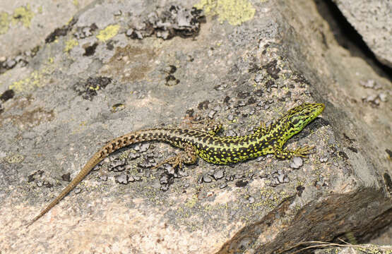 Image of Iberian rock lizard