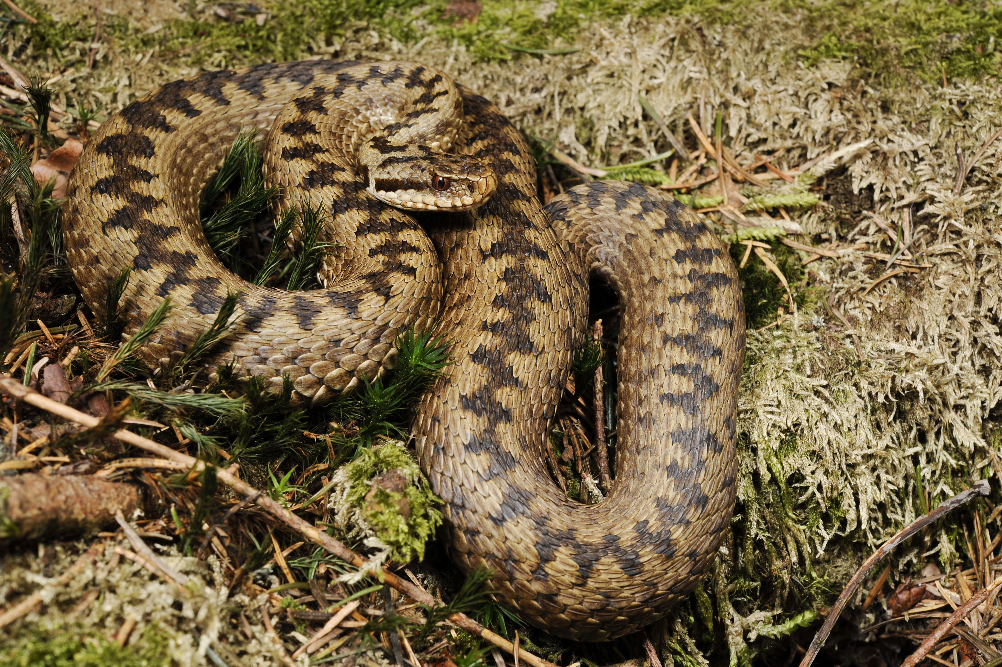 Image of Adder