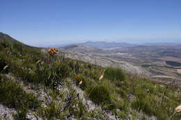 Image of Dilatris viscosa L. fil.