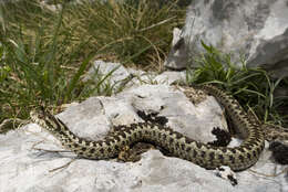 Plancia ëd Vipera ursinii (Bonaparte 1835)