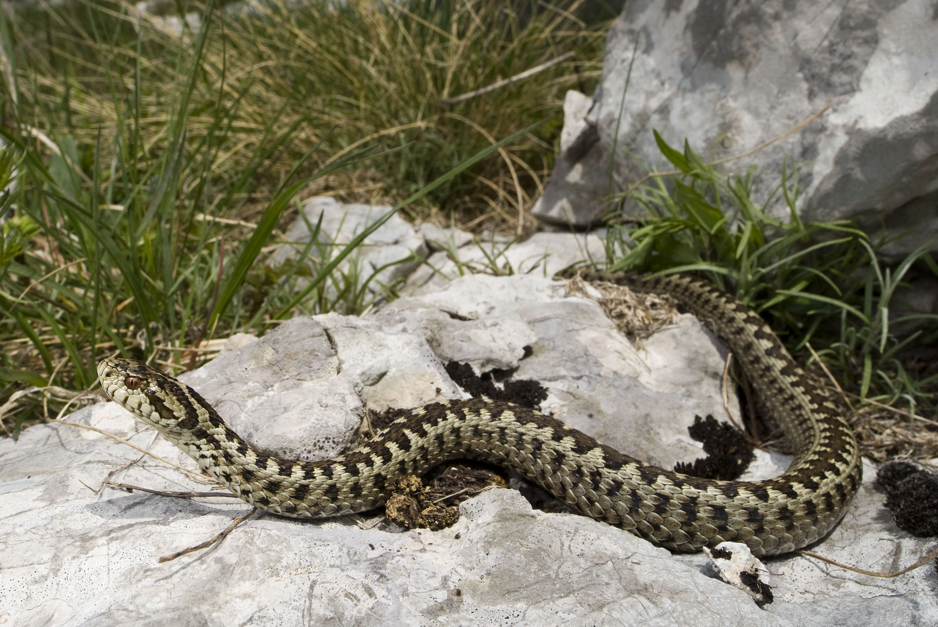 Plancia ëd Vipera ursinii (Bonaparte 1835)